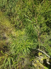 Rhamnus erythroxylum