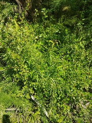 Rhamnus erythroxylum