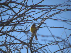 Emberiza flaviventris flaviventris