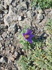 Pulsatilla ambigua