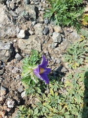 Pulsatilla ambigua