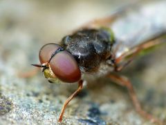 Odontomyia chloris
