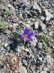 Pulsatilla ambigua