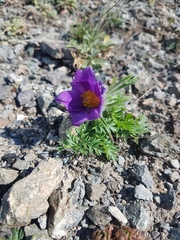 Pulsatilla ambigua