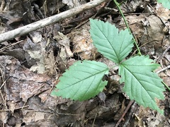 Rubus steelei
