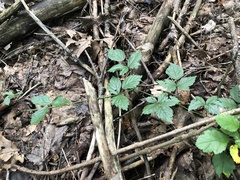 Rubus steelei