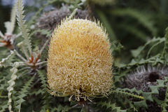 Banksia speciosa