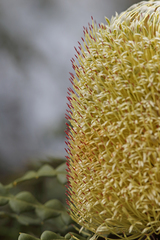 Banksia speciosa