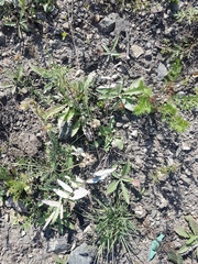 Gueldenstaedtia verna