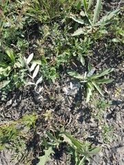 Gueldenstaedtia verna