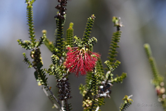 Melaleuca transversa