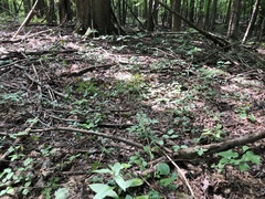 Rubus steelei