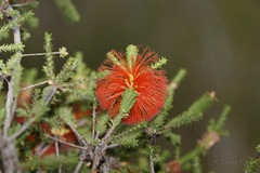 Melaleuca sparsa