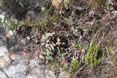 Protea amplexicaulis