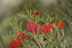 Melaleuca sparsa