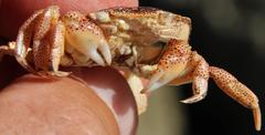 Cyclograpsus punctatus