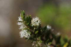 Hakea ruscifolia