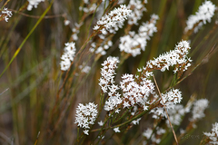 Lysinema ciliatum