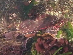 Hexagrammos lagocephalus