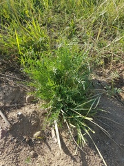 Oxytropis squammulosa