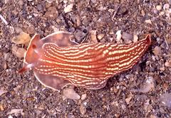 Dermatobranchus rubidus