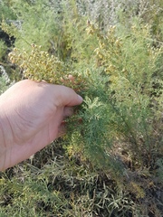 Artemisia adamsii