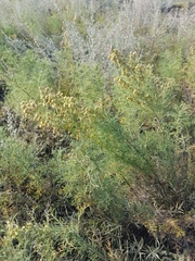 Artemisia adamsii