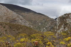 Leucadendron microcephalum