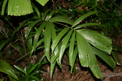 Hydriastele wendlandiana