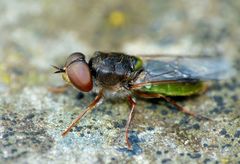 Odontomyia chloris