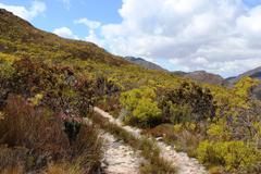 Leucadendron microcephalum