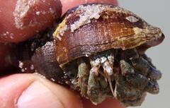 Diogenes brevirostris