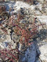Suaeda sibirica