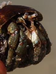 Diogenes brevirostris