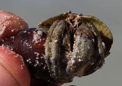 Diogenes brevirostris