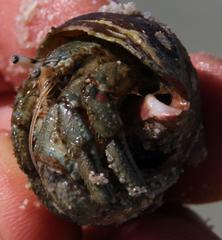 Diogenes brevirostris