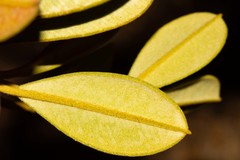 Solmsia calophylla