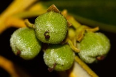 Solmsia calophylla