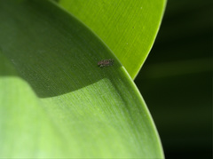 Ectopsocidae