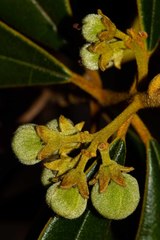 Solmsia calophylla