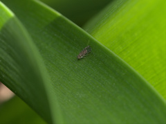 Ectopsocidae