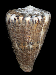 Conus capitaneus
