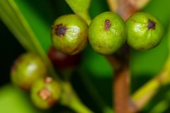 Ilex sebertii