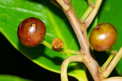 Ilex sebertii