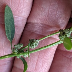 Chenopodium atrovirens