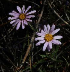 Athrixia heterophylla