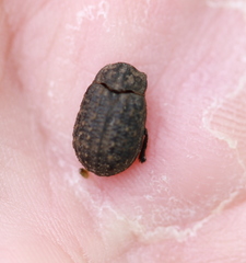 Trox sabulosus