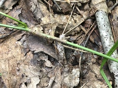 Rubus steelei