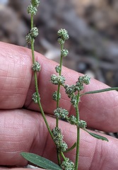 Chenopodium atrovirens