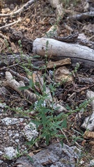 Chenopodium atrovirens